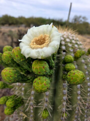Single open saguaro cactus blossom with unopened flower buds