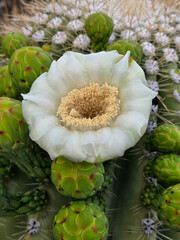Single open saguaro cactus blossom with unopened flower buds