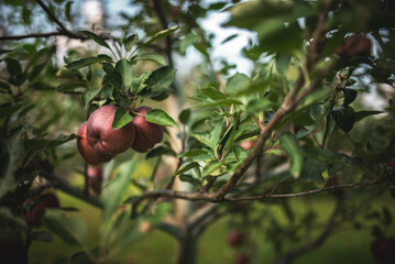 Ready to harvest apples on a tree in a garden on a sunny summer day.