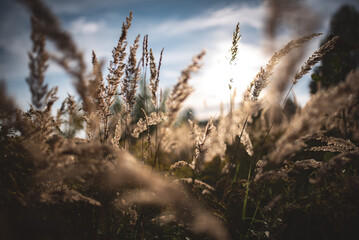 Beautiful scene of golden tall grass under a bright sky on a sunny day.