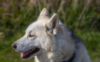 Malamute Profile Up Close