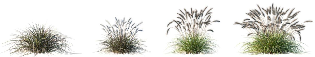 Set of Pennisetum alopecuroides (Chinese pennisetum, Chinese fountaingrass, dwarf fountain grass, foxtail fountain grass isolated png on a transparent background perfectly cutout high resolution	