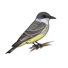 Vector King bird 