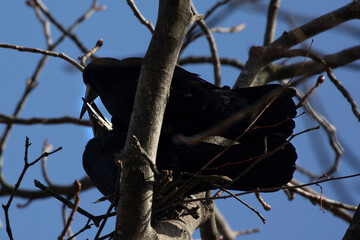 Rooks find themselves a mate.