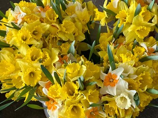 Obraz premium Bouquets of fresh daffodil flowers