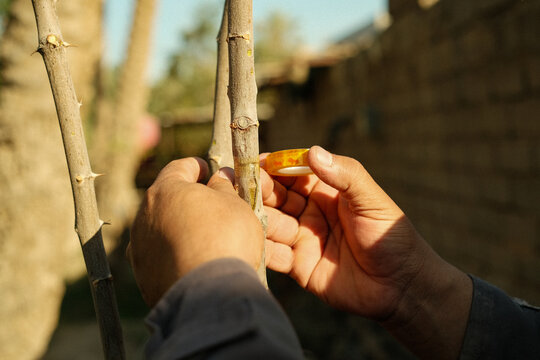 Hands Tying Graft Union on Sidr Ziziphus Tree Branch
