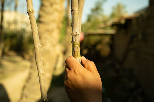 Hands Tying Graft Union on Sidr Ziziphus Tree Branch