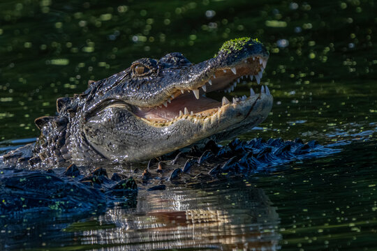 crocodile in the water - Powered by Adobe
