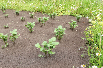 Potato young plants in rows on field on garden bed. Growing organic potatoes in garden
