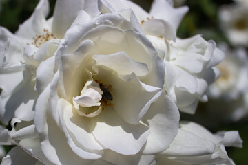 White rose flower in bloom with bee collecting pollen in soft daylight