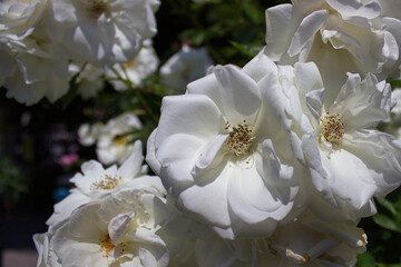 Cluster of blooming white roses on green bush in summer garden light