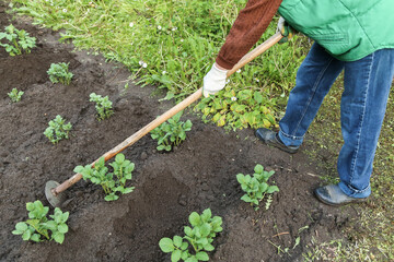 Farmer Hilling potato young plant with hoe in rows on field on garden bed closeup. Growing organic potatoes vegetables plants in garden