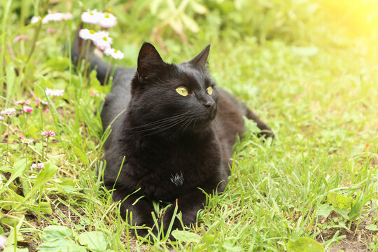 Beautiful cute bombay black cat portrait with yellow eyes and attentive look lies in green grass and flowers in nature on sun in sunlight