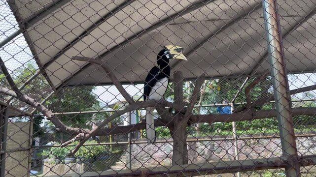 The hornbill is in the cage. The hornbill has a big beak.
