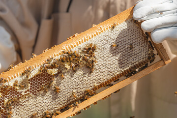 Close-up of bees working on honeycomb in wooden frame held by beekeeper