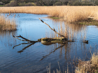 Wetland habitat with reeds and submerged branches