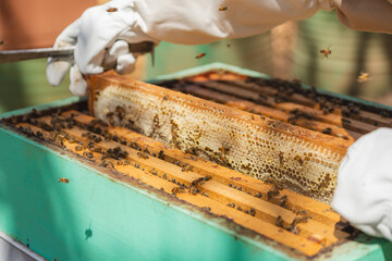 Beekeeper lifting honeycomb frame full of bees from green hive box