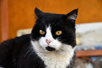 Cute black with white tuxedo Maine Coon cat kitten with naughty expression, laying down facing front. Looking towards camera. Isolated on a white background.