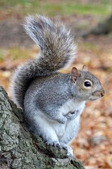 A closeup of a grey squirrel, sciurus, carolinensis, with a bushy tail perching on a tree trunk in a park 