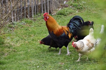 Grazing poultry, rooster and hens