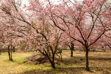 Obraz premium 大町公園に咲く桜の花 春景色 長野県