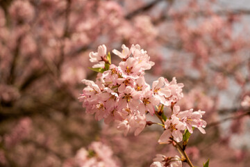 Obraz premium 大町公園に咲く桜の花 春景色 長野県