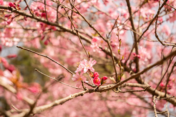 大町公園に咲く桜の花　春景色　長野県