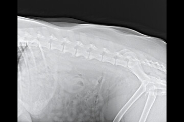 Canine Hip X Ray Showing Pelvic Anatomy, Veterinary Radiology of Dog Skeleton, Animal Healthcare...