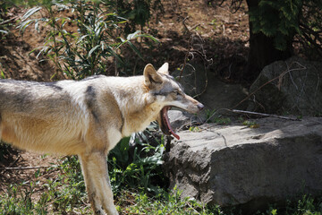 口を大きく開けあくびをするオオカミ