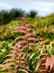 Kalakai plants (Stenochlaena Palustris) in the morning © RMX IMG