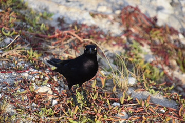 Blackbird with Bright Yellow Eyes in Aruba