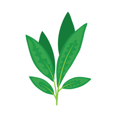 Green Tea Leaf Organic Herbal Natural