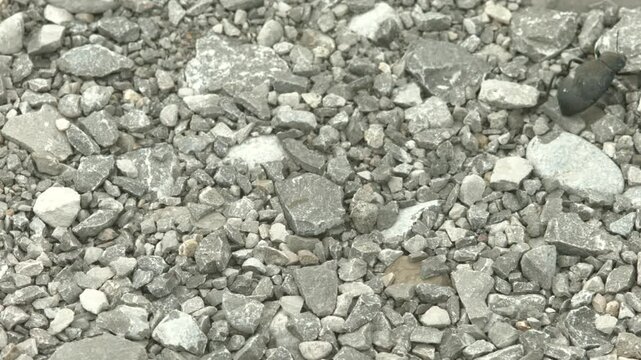 darkling beetle Running accross screen