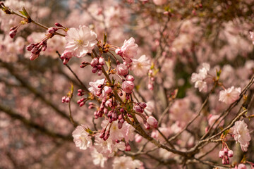 桜の花　クロースアップ　