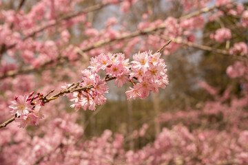 桜の花　クロースアップ　