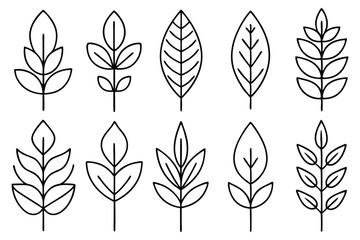 Eucalyptus Leaf Botanical Collection