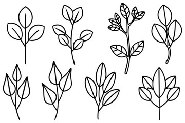 Eucalyptus Species Nature Illustration