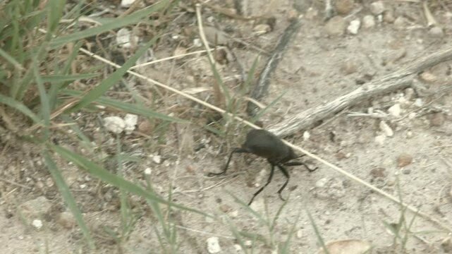 pinacate beetle Running