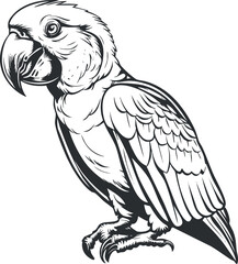 Obraz premium Detailed black and white illustration of a parrot showcasing its unique features and characteristics.