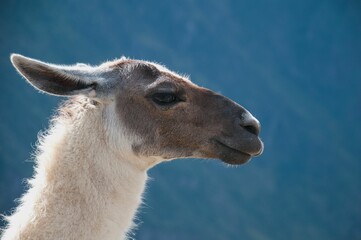 Obraz premium A lama (lama glama) in the andes mountains