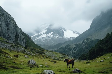 Horse in Mountain Valley on Overcast Day