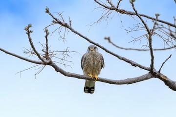 枝にとまってのんびりくつろぐ繁殖期のチョウゲンボウ オス