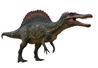 Fototapeta premium Spinosaurus dinosaur isolated on white background