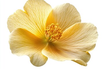 Yellow Flower Blossom Isolated on White Background