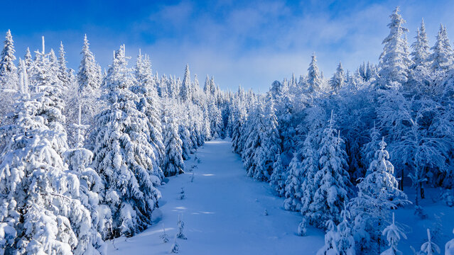 Winter trail through the snow-covered boreal forest forming snow ghosts