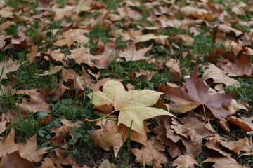 Raw (unedited) photo of details from the public park in Belgrade, Serbia - Topciderski park, during a gloomy autumn morning.