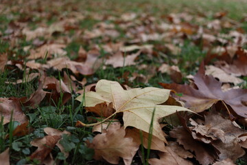 Raw (unedited) photo of details from the public park in Belgrade, Serbia - Topciderski park, during...