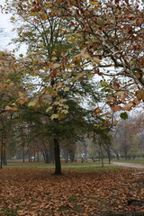 Naklejka premium Raw (unedited) photo of details from the public park in Belgrade, Serbia - Topciderski park, during a gloomy autumn morning.