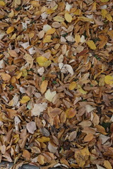 Raw (unedited) photo of details from the public park in Belgrade, Serbia - Topciderski park, during a gloomy autumn morning.