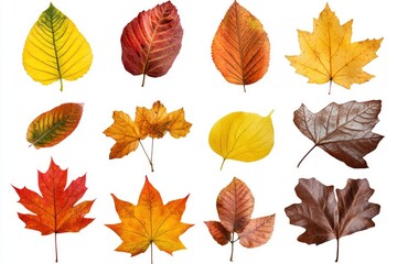 Various Autumn Leaves in Orange Yellow and Red